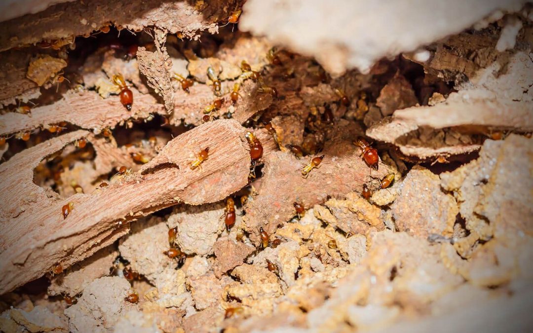 Termite Tips – The Top 5 Signs That You Have a Termite Infestation…