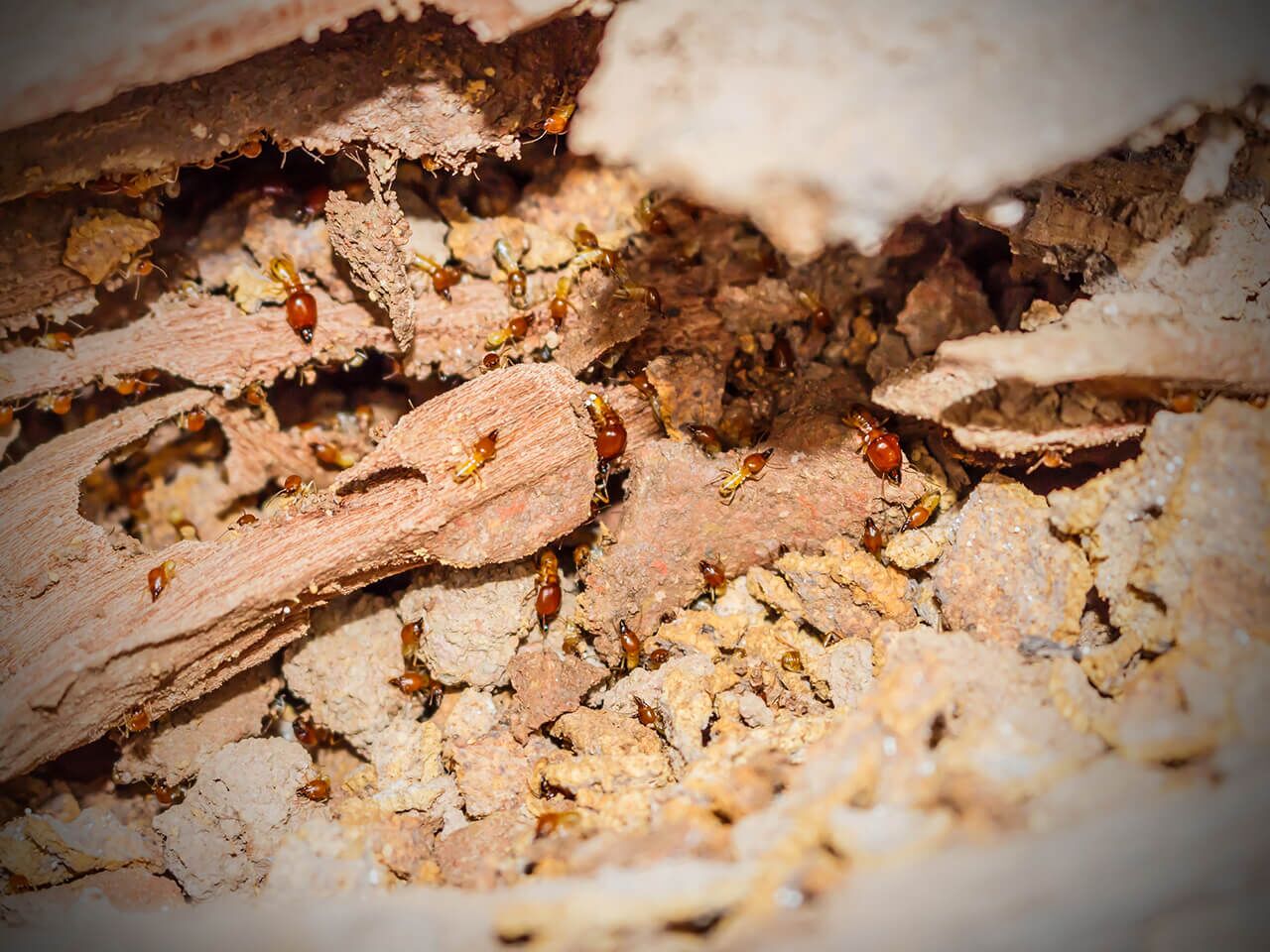 signs of a termite infestation
